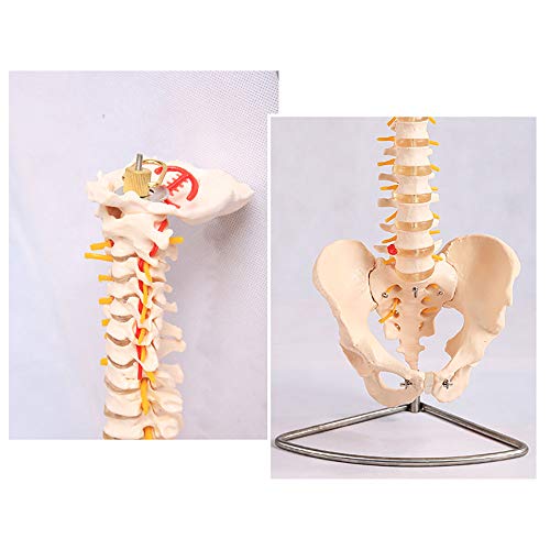 Modèle de colonne vertébrale humaine anatomique pour l'étude orthopédique - 5