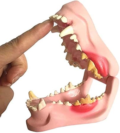 Amazon Co Jp 犬の歯のモデル 動物の頭蓋骨 顎 骨 口腔 虫歯の解剖学モデル ペットの獣医教育器具のデモンストレーション用 産業 研究開発用品