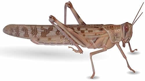 Reptile Centre Locust SUPER-PACK, Adult