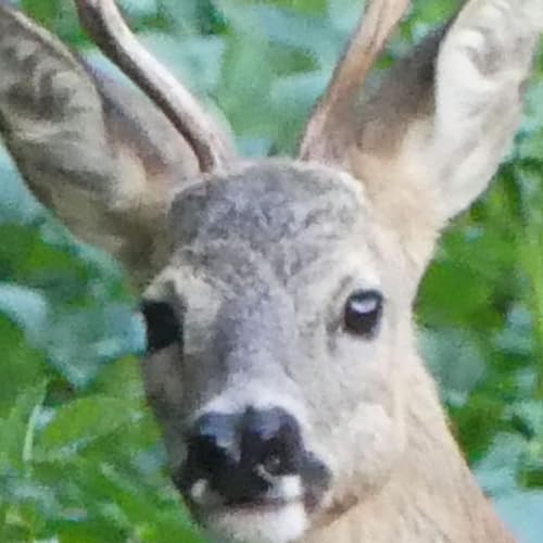 Schön ist was anderes!