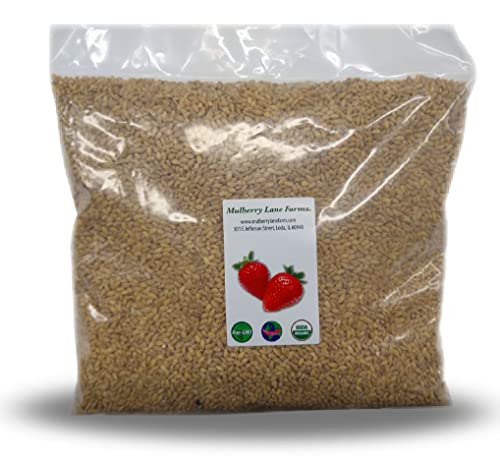 Pearled Barley 5 Pounds Pearl, USDA Certified Organic, Non-GMO Bulk, Product of USA, Mulberry Lane Farms