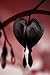 100 Dicentra Spectabilis seeds Bleeding Heart classic cottage garden plant, heart-shaped flowers in spring, ferny foliage
