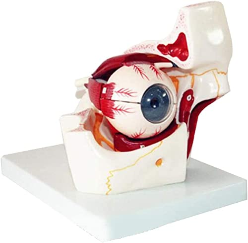 Modèle d'anatomie de l'oeil humain pour comprendre les sciences facilement - 2