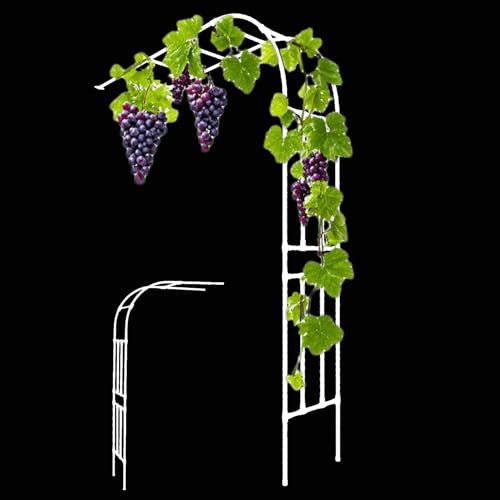 Design demi-côté pour jardins étroits : le treillis d'arche robuste de 240 cm