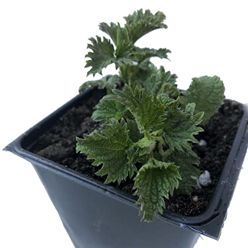 Organic Stinging Nettle Seeds (Urtica dioica) 500 Seeds (0.1 Grams) - Image 3