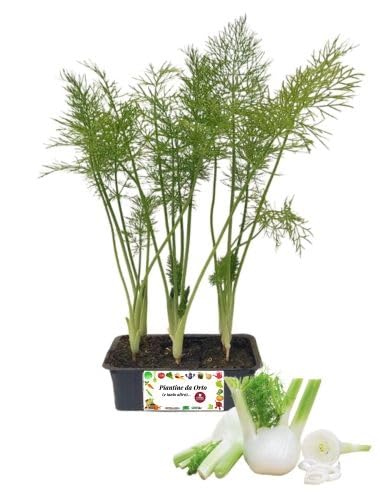 Pianta Di Coriandolo In Vaso 14 Cm - Aromatica Pronta Per Trapianto, Vivaio Italiano - Foto 4