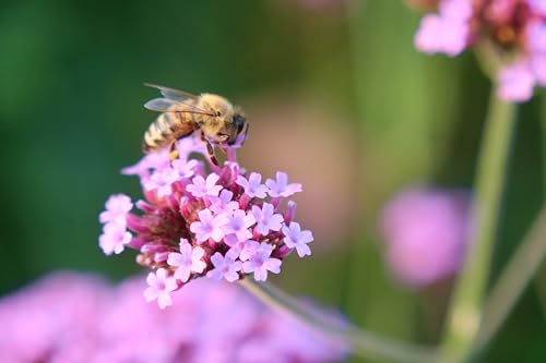 Image of Verbena Flower Seeds - Easy to Grow, Vibrant Long-Blooming Annual Flowers for Garden, Patio, and Containers - Attracts Butterflies & Pollinators(Pack Of 50+ Seed)