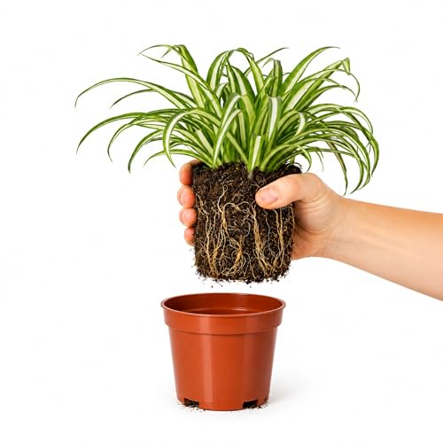 Easy to Grow Spider Plant Variegated 1 Full Size Potted Plant - Large Established Houseplant in 4 Quart Pot - Indoor Outdoor Low Maintenance Air-Purifying (Not Starter Plug)