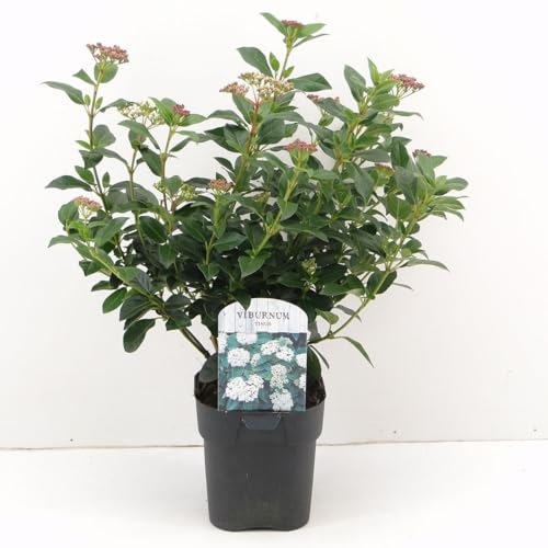 Viburno Tino Viburnum tinus lentaggine 3 piante da siepe sempreverde in vaso ø9 cm h. 40/50 cm Vivaio di Castelletto