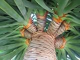 Seeds and Things 10 PLUS Dracaena draco DRAGON TREE SEEDS