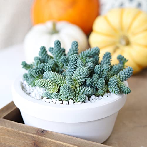 Sedum dasyphyllum Major Corsican Stonecrop (4 inch)