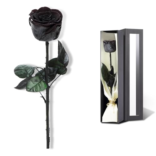 Image of Preserved Rose, Preserved Flowers for Delivery Prime, Single Rose Flower Gifts for Women, Real Rose Presents for Her, Birthday Gifts, Valentines Flowers for Girlfriend - Black