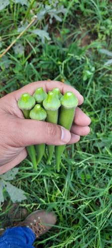 Sementes De Quiabo Precoce Tropical 10.000 Sementes Topseed