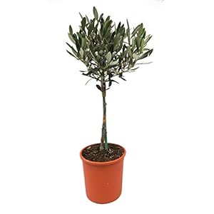 Olijfboom, stam, (Olea europea), dragen dit jaar olijven, krachtige bomen, (ca. 50 cm hoog, in ca. 15 cm pot)