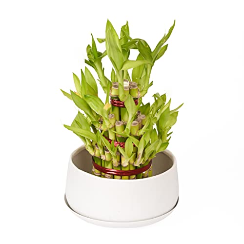 Pot's & Plant's Metal Planter Pot for Indoor Plants & Flowers Table Top Planter for Living Room, Home Decor, Terrace, Balcony & Home Gardening (Matte White with Drain Plate, 2)