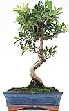  Bonsai Ficus retusa tiger bark 10 años
