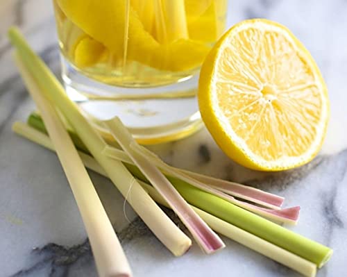Seeds Lemon Grass Lemongrass Barbed Wire Grass Silky Head Herbs For Planting Non Gmo #TOP3