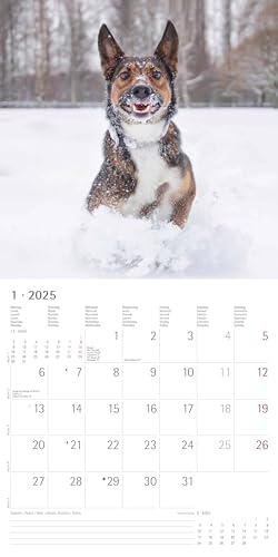 Alpha Edition - Funny Dogs 2025 Broschürenkalender, 30x30cm, Wandkalender mit Platz für Notizen und Termine, lustige Hunde-Motive, Monatsübersicht und Ferientermine DE/AT/CH