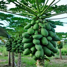 Creative Farmer Hybrid Fruit Seeds - Little Dwarf Huge Production Fruit Plant Seeds For Garden Balcony Fruit Seeds Garden Pack (B075PWTXPL) Amazon Price History, Amazon Price Tracker