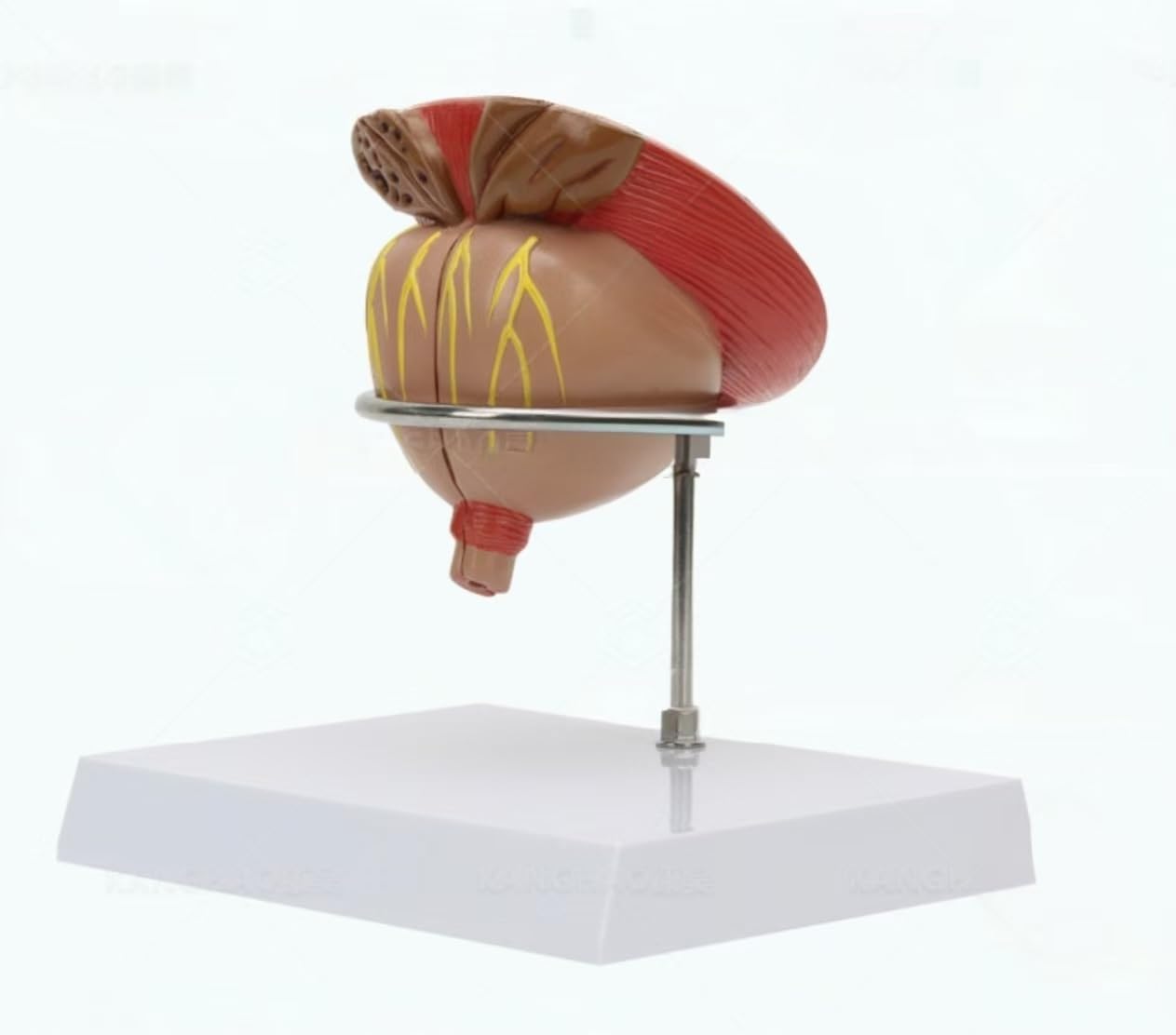 Modelo anatómico de próstata, diseño de 4 partes, aumento 2X para demostraciones de aprendizaje médico y enseñanza