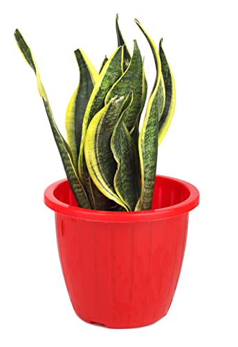 GTB Set Of 3 Duro Flower Pot 8 Inches For Rs. 174 @ 83 % GTB Set Of 3 Duro Flower Pot 8 Inches For Rs. 174 @ 83 %
