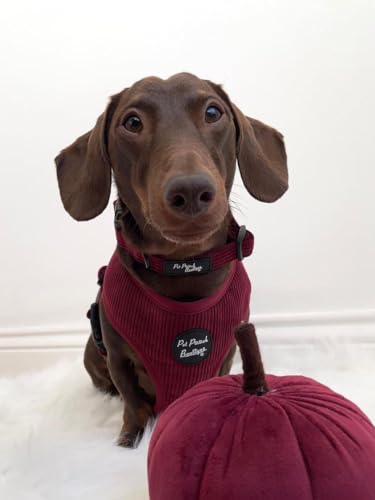 BURGUNDY RED CORD DOG COLLAR S, Small - Image 2