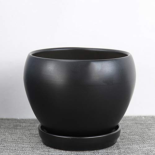 Pot de fleurs charnu avec plateau et pots de plantes d'intérieur
