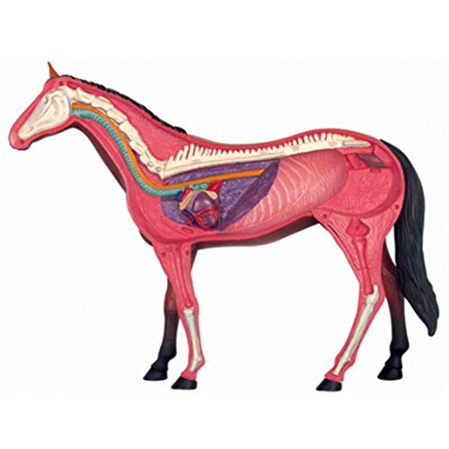 image for ALBB Medical Horse Anatomical Model - Animal Biology Skeleton Organ An