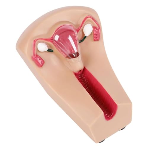 Intrauterine Device Training Model, PVC Transparent Uterus and Ovary Model for High Simulation in Medical Training