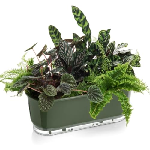 Vaso Jardineira Autoirrigável Verde Militar 40cm Raiz Terrazo Para Todos Tipos de Plantas (Verde Militar)