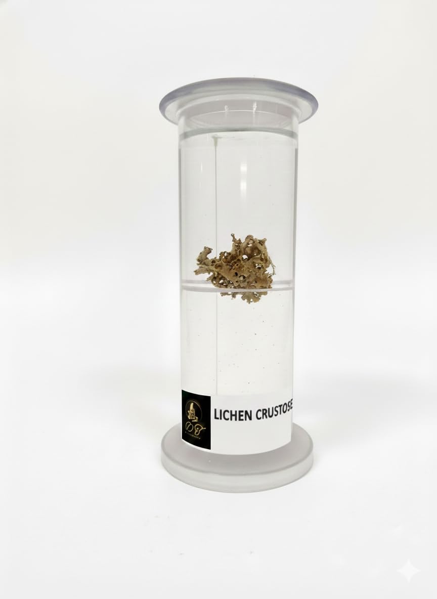 DT Science House Educational Lichen Crustose Dry Specimen in Glass Container, Lab Study Display Cylinder with Preserved Sample-image-17