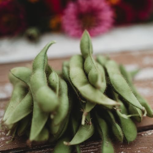 Midori Giant Edamame - 50 Seeds - Large Edamame Variety Non-GMO Heirloom Seeds for Planting in the Home Garden Thresh Seed Co.