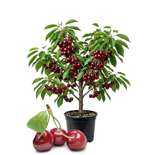 Cherry Tree Live Plant, Cherry Fruit Plant 3-4 Feet Tall in 3 Gallon, Sweet Fruit Tree, Cold Hardy for Outdoor Growing (Dark Red Cherry)