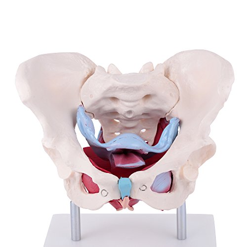 Female Pelvis Model Showing Anatomy of Uterus, Vestibular and Pelvic Floor