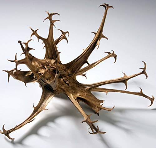 Chá de Garra do Diabo Orgânica