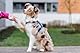 Chaba Guard Hundegeschirr für kleine und mittelgroße Hunde mit Kontrolle, Anti-Zug & Würgen, Verstellbar, Bequem und Leicht, Classic Step-in Brustgeschirr, Dog Harness, Größe M, BLAU