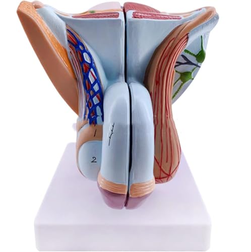 Modèle de système génital masculin AMITD en 4 parties grandeur nature pour anatomie