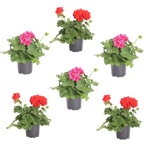 Pack de Seis Geranios Naturales Plantas de Jardín o Terraza Ideales para el Hogar