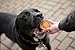 Blue Dog Bakery More Crunch Biscuits Value Size | Large, Bacon, Chicken, Cheese, Peanut Butter | Natural Healthy Dog Treats - 43.2 oz (Pack of 1)