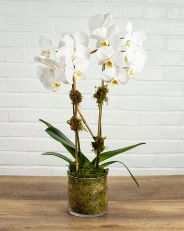 Cloud Farm Exotic Orchid Indoor Live Flower Plant CF_221 (B0B918Y968) Amazon Price History, Amazon Price Tracker