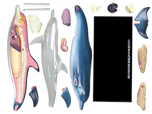 Modèle anatomique Dolphin 4D Master puzzle scientifique AMITD 18 pièces - 6