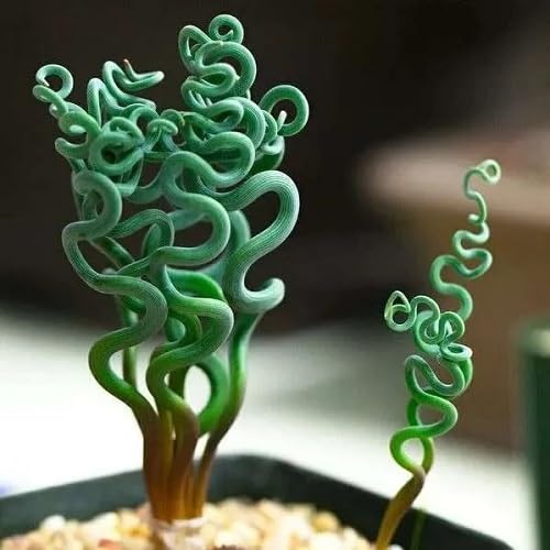 100Pcs Green Trachyandra Plants Seeds