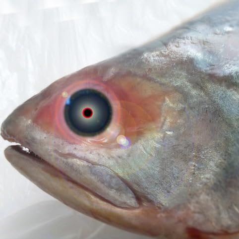 Experts monitor "Zombie Fish" in Lake Superior