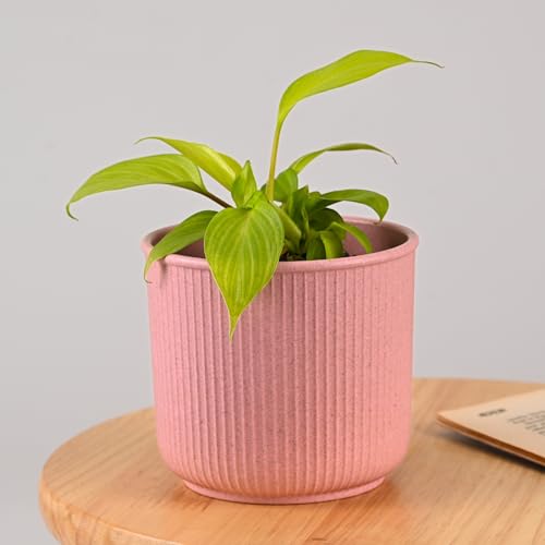 Image of Eha Earth Friendly Statement Pot 4 Inch Pots and Planters Set of 1 | Table Top Planters| Bamboo Based, UV Protected | Planter for Indoor & Balcony Window Flower Pots | Innocent