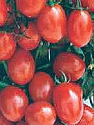 Miniatura 1 de Una semilla de tomate Grappoli Corbarino