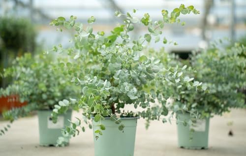 Eukalyptus gunii ca. 2025cm, frischer Eukalyptus Strauch, Eukalyptus