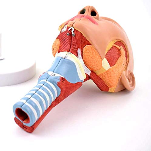 Anatomia głowy Mięsień gardłowy, gardło, usta, nos, język Model anatomiczny Narządy medyczne Materiały dydaktyczne