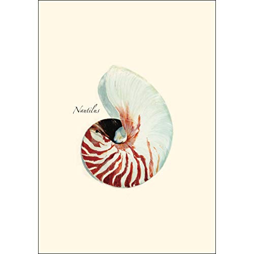 Image of Earth Sky + Water - Nautilus Notecard Set - 8 Blank Cards with Envelopes