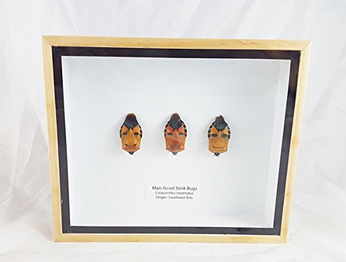 Real Set of 3 Man Faced Beetle Bug Framed Stink Catacanthus Incarnatus Taxidermy Display Wood Box