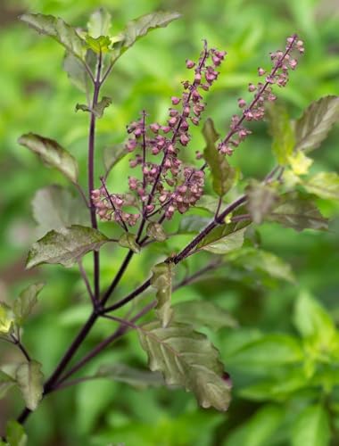 Image of Live Holy TULSI Plant, MEDICIAN Tulsi with Pot for Home Garden, Pooja AND OFFICE
